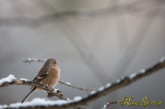 Long-tailed Rose Finch　ベニマシコ