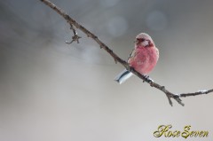 Long-tailed Rose Finch　ベニマシコ