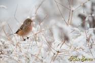 Long-tailed Rose Finch　ベニマシコ