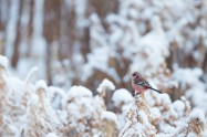 Long-tailed Rose Finch　ベニマシコ