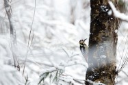 アカゲラ　Great Spotted Woodpecker