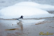 セグロセキレイ　Japanese Wagtail