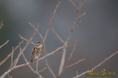 カシラダカ Rustic Bunting