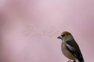 Hawfinch　Cherry blossom
