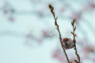 Russet Sparrow