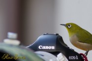 Japanese White-eye　メジロ