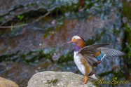 Mandarin duck Male　オシドリ