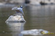 ヤマセミ　Crested Kingfisher　Canon Eos-1D X Mark II＋EF600 F4L  IS II USM