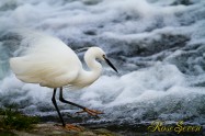 Egretta garzetta　コサギ