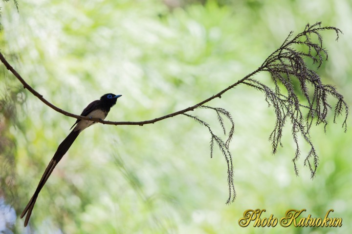 Japanese Paradise Flycatcher