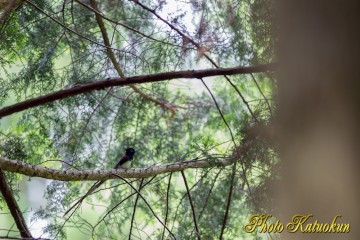 Japanese Paradise Flycatcher