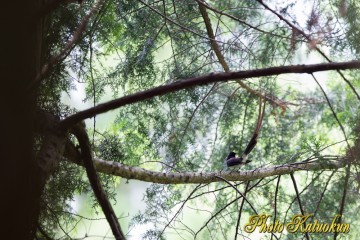 Japanese Paradise Flycatcher