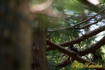 Japanese Paradise Flycatcher