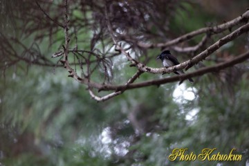 Japanese Paradise Flycatcher