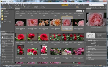 Adobe Bridge で Camera Raw Lightroom のメタデータの表示