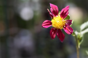 黒川ダリア園で貰った種が開花しました