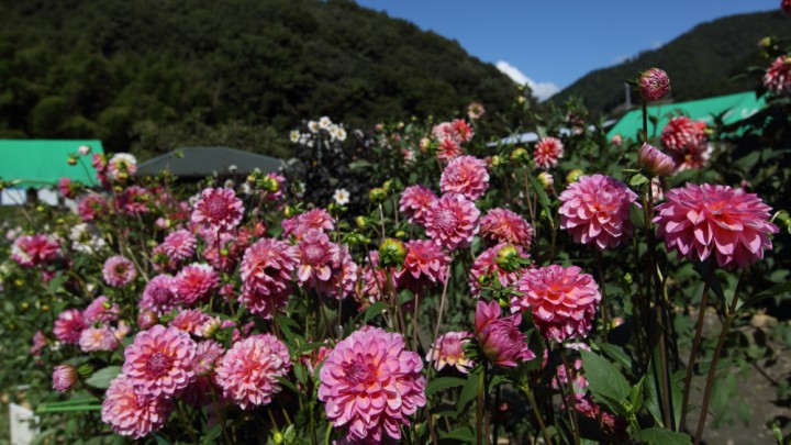 2012 黒川ダリア園 (1Ｄ Ｍａｒｋ ＩＶ+EF16-35 F2.8L II USM)