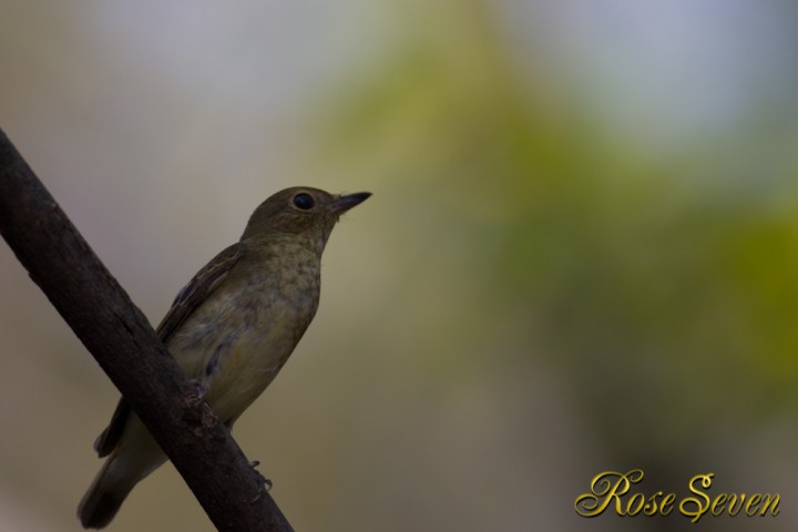 Flycatcher　