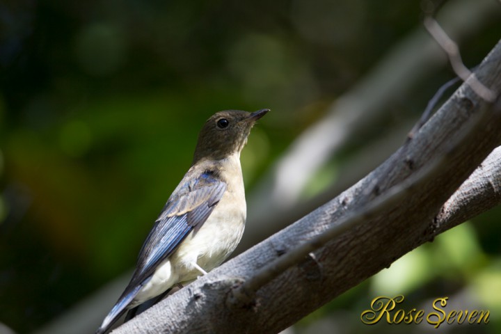 オオルリ　若 (Blue-and-White Flycatcher)