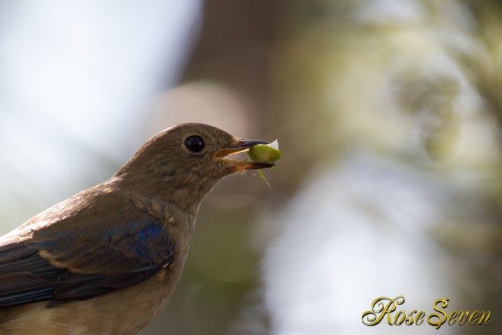 オオルリ　若 (Blue-and-White Flycatcher)