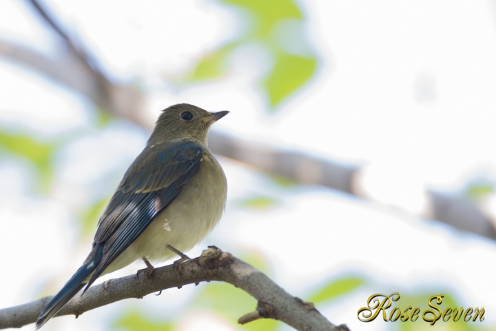 オオルリ　若 (Blue-and-White Flycatcher)