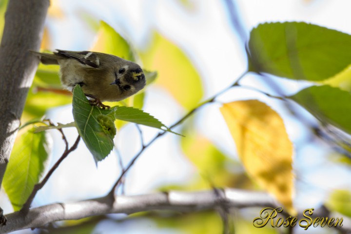 Goldcrest