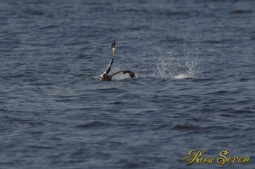 Osprey　ミサゴ