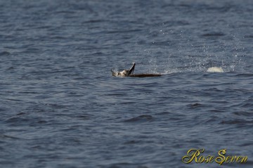 Osprey　ミサゴ