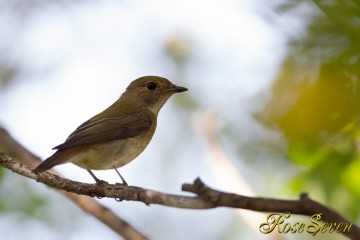 キビタキ？　♀？　（Narcissus Flycatcher？）