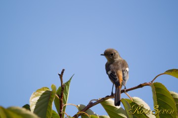 ジョウビタキ　Daurian Redstart　♀