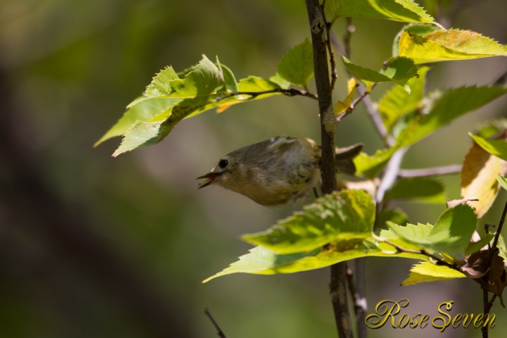 Goldcrest (nt)