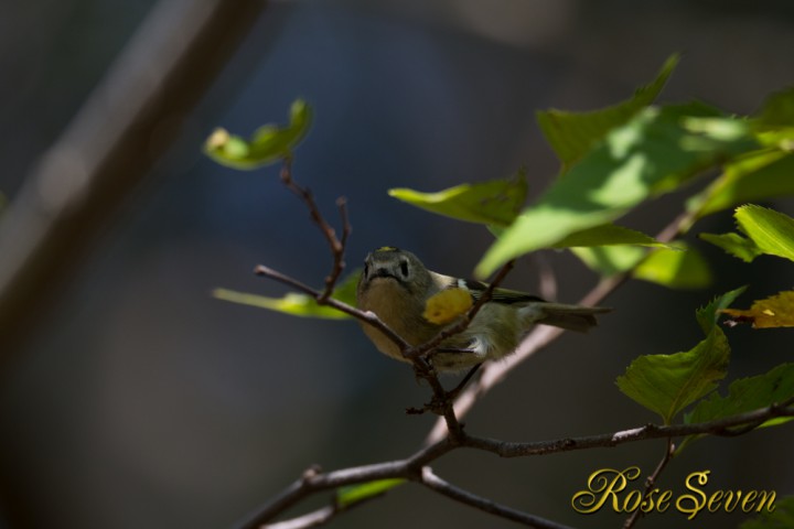 Goldcrest (nt)