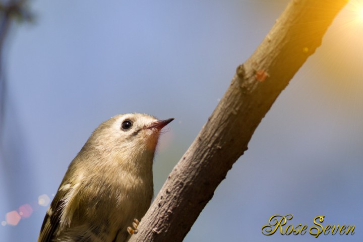 Goldcrest + LF