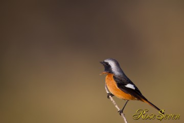 ジョウビタキ　Daurian Redstart　♂