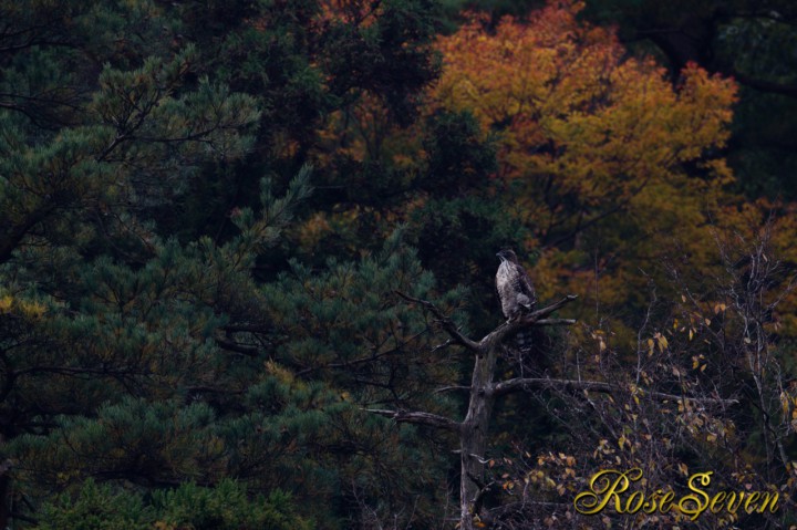 Mountain Hawk-eagle