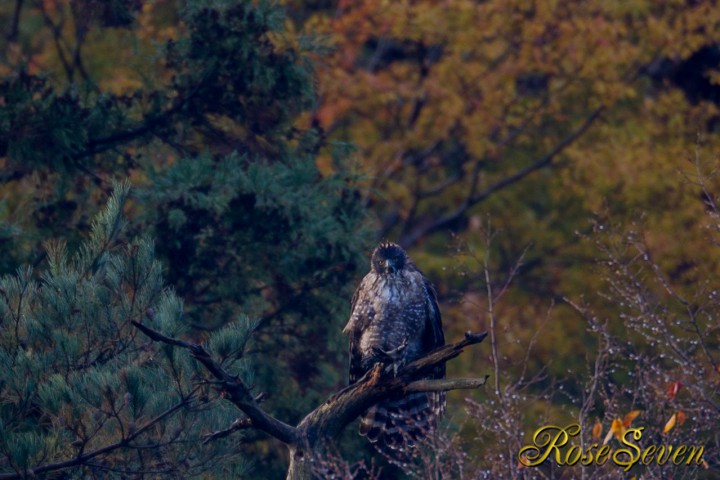 Mountain Hawk-eagle