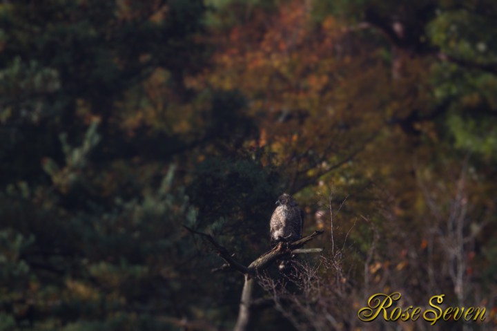 Mountain Hawk-eagle (Edit Photoshop CS6 Iris Blur)
