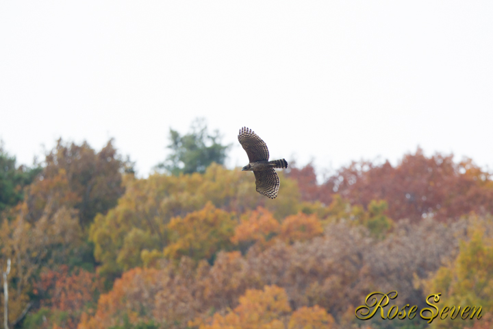 Mountain Hawk-eagle