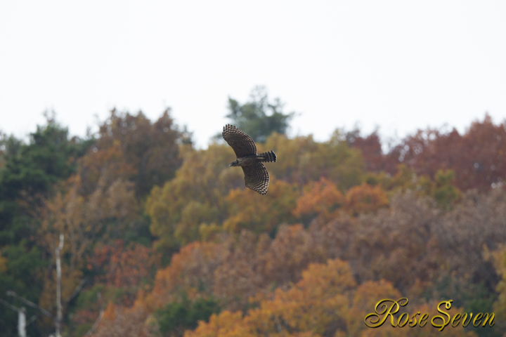 Mountain Hawk-eagle