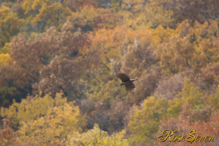 Mountain Hawk-eagle