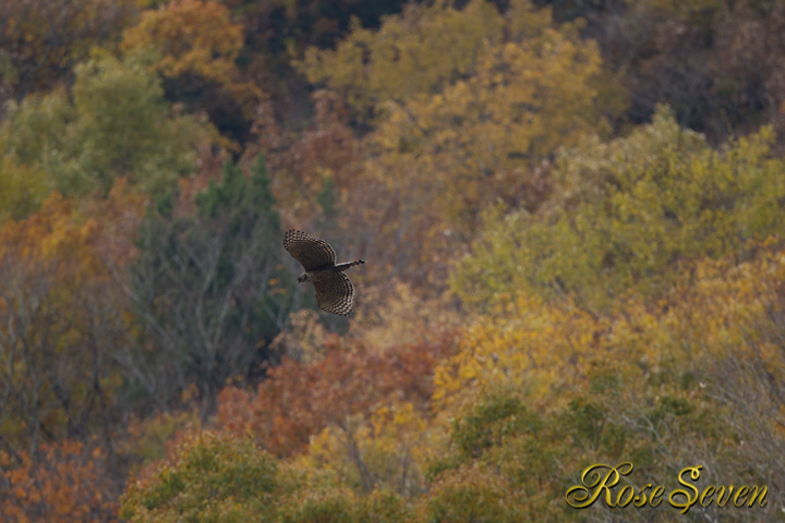 Mountain Hawk-eagle
