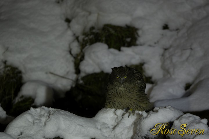 Blakiston's fish owl (F2.8 ISO1000)