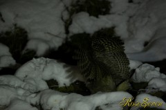 Blakiston’s fish owl