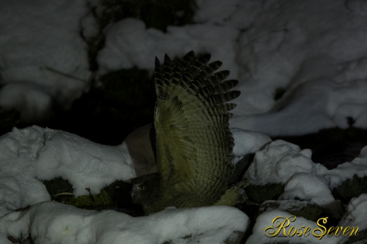 Blakiston’s fish owl