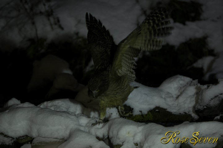 Blakiston’s fish owl