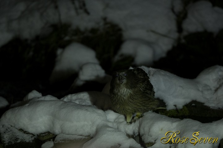 Blakiston’s fish owl