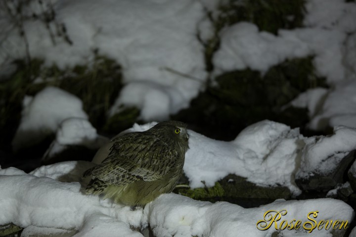 Blakiston's fish owl (F2.8 ISO4000)