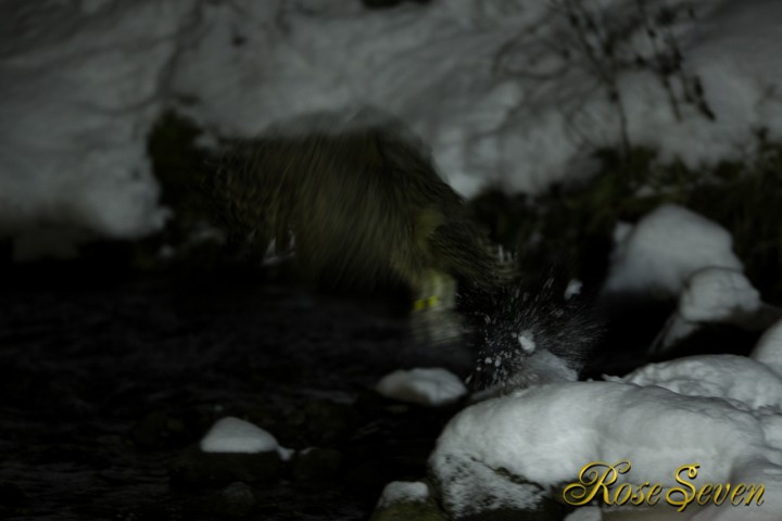 Blakiston’s fish owl