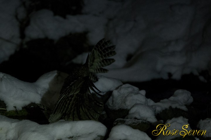 Blakiston’s fish owl