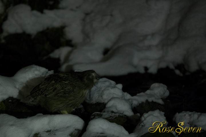 Blakiston’s fish owl